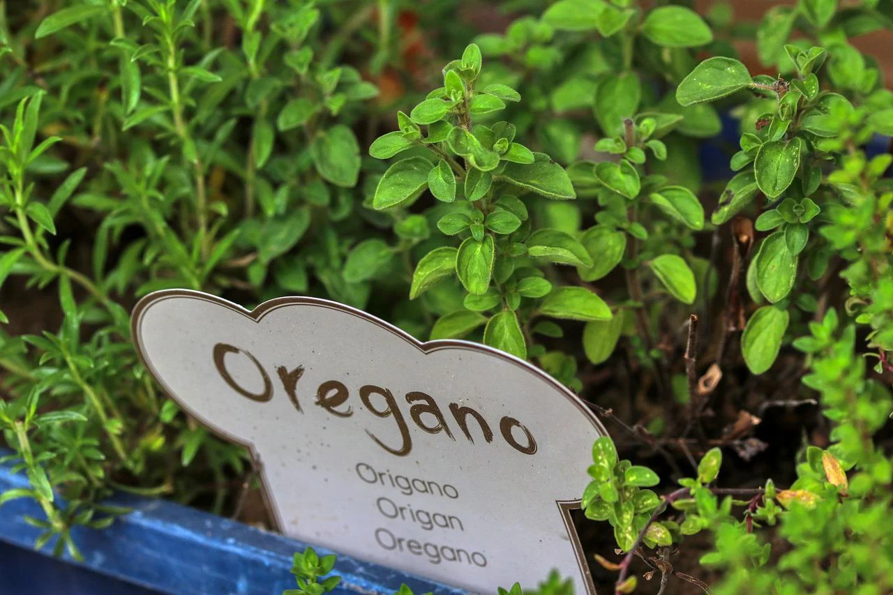 wellhealthorganic.com:health-benefits-and-side-effects-of-oil-of-oregano